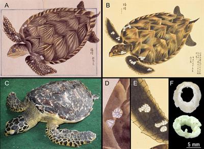 Past Biodiversity: Japanese Historical Monographs Document the Epibiotic Barnacles and Cold-Stunning Event of the Hawksbill Turtle Eretmochelys imbricata